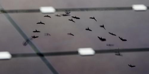 鸟类在太阳能板上的反射. (图片来源:Ole Martin Wold)